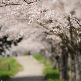 2560x1080 spring wallpaper