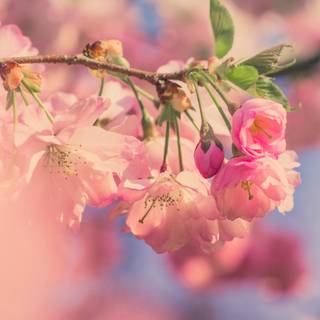 2560x1080 spring wallpaper