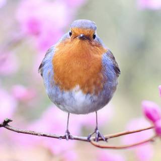 2560x1080 spring wallpaper