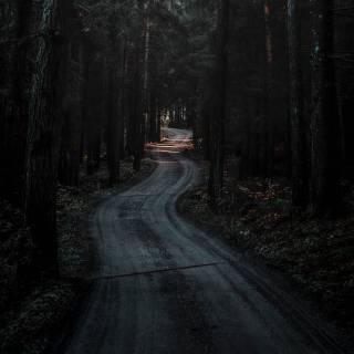 Black jungle wallpaper