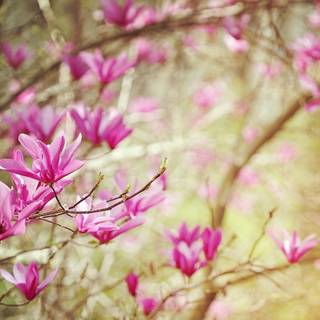 2560x1080 spring wallpaper