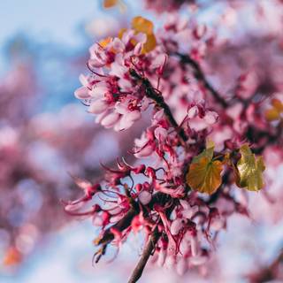 2560x1080 spring wallpaper