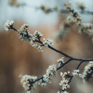 Dark spring 8k wallpaper