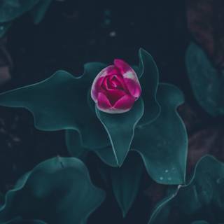 Dark spring 8k wallpaper