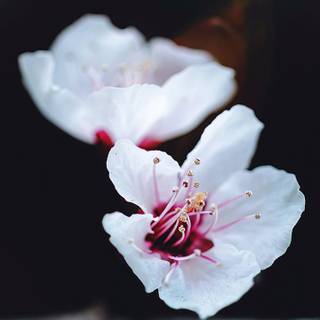 Spring white flower wallpaper