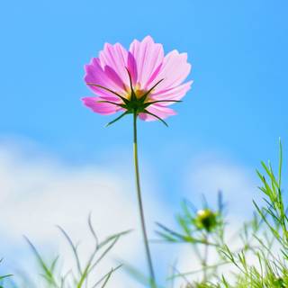 Pink flower 4k wallpaper