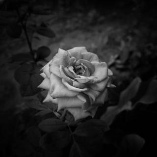 Dark spring 8k wallpaper