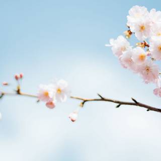 2560x1080 spring wallpaper