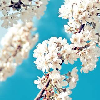 2560x1080 spring wallpaper