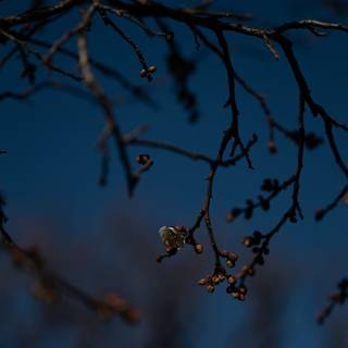 Dark spring 8k wallpaper