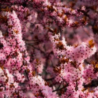 Dark spring 8k wallpaper