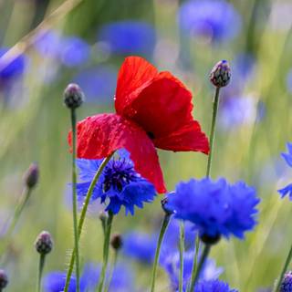 2560x1080 spring wallpaper