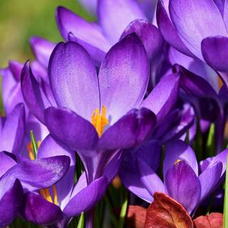 2560x1080 spring wallpaper