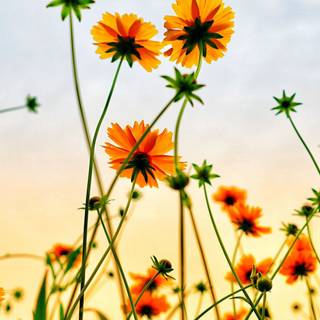 2560x1080 spring wallpaper