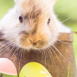 Easter bunny mobile wallpaper