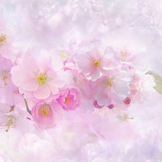 2560x1080 spring wallpaper