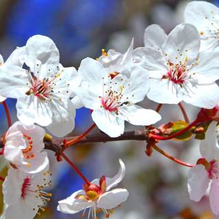 2560x1080 spring wallpaper