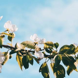 2560x1080 spring wallpaper