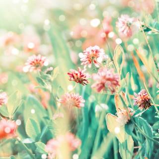 2560x1080 spring wallpaper