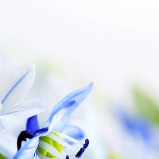 2560x1080 spring wallpaper