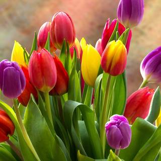 2560x1080 spring wallpaper