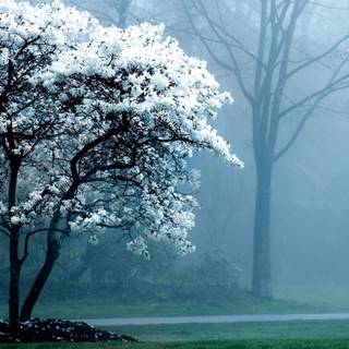 2560x1080 spring wallpaper