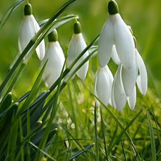 2560x1080 spring wallpaper