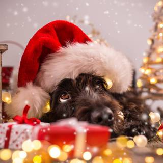 Christmas portrait wallpaper