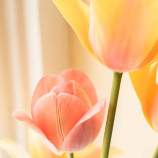 Peach tulips wallpaper