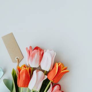 Peach tulips wallpaper