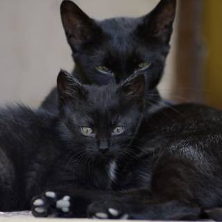 4k black kitten cat wallpaper