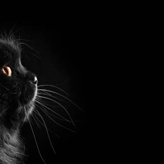 4k black kitten cat wallpaper