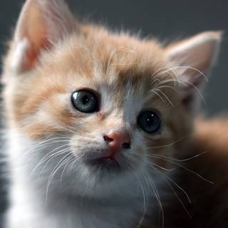 Cats 4k HD wallpaper