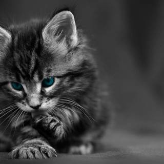 4k black kitten cat wallpaper