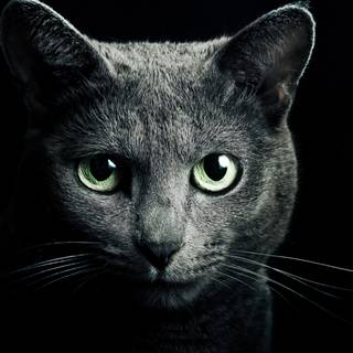 4k black kitten cat wallpaper