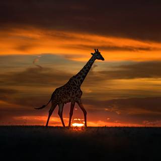 African giraffe sunset wallpaper