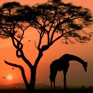 African giraffe sunset wallpaper