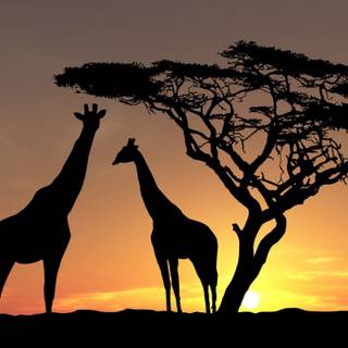 African giraffe sunset wallpaper