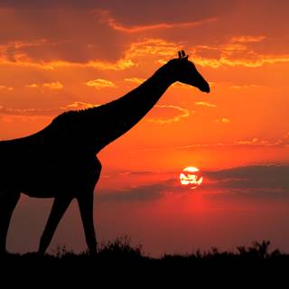 African giraffe sunset wallpaper