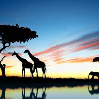 African giraffe sunset wallpaper