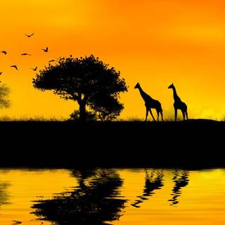 African giraffe sunset wallpaper
