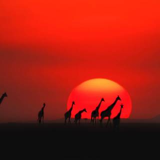 African giraffe sunset wallpaper