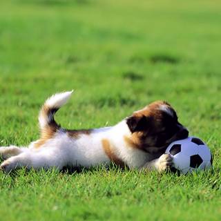 Dog and soccer ball wallpaper