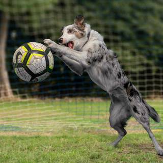 Dog and soccer ball wallpaper