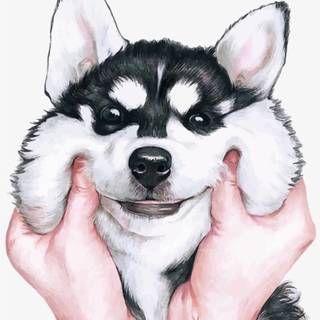 Cute Husky drawing wallpaper