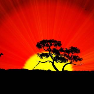 African giraffe sunset wallpaper