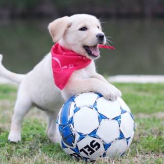 Dog and soccer ball wallpaper