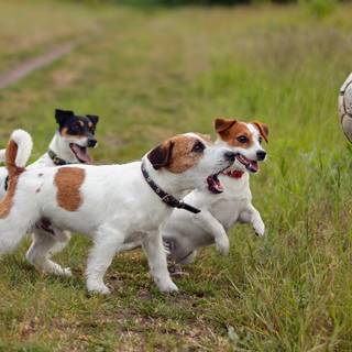 Dog and soccer ball wallpaper