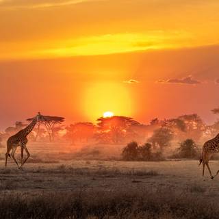 African giraffe sunset wallpaper
