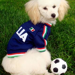 Poodle puppy wallpaper